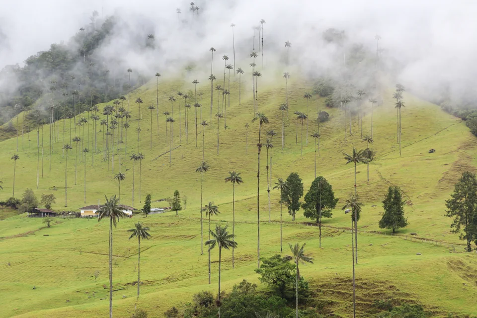 Wax palms in the Cocora Valley (2020).