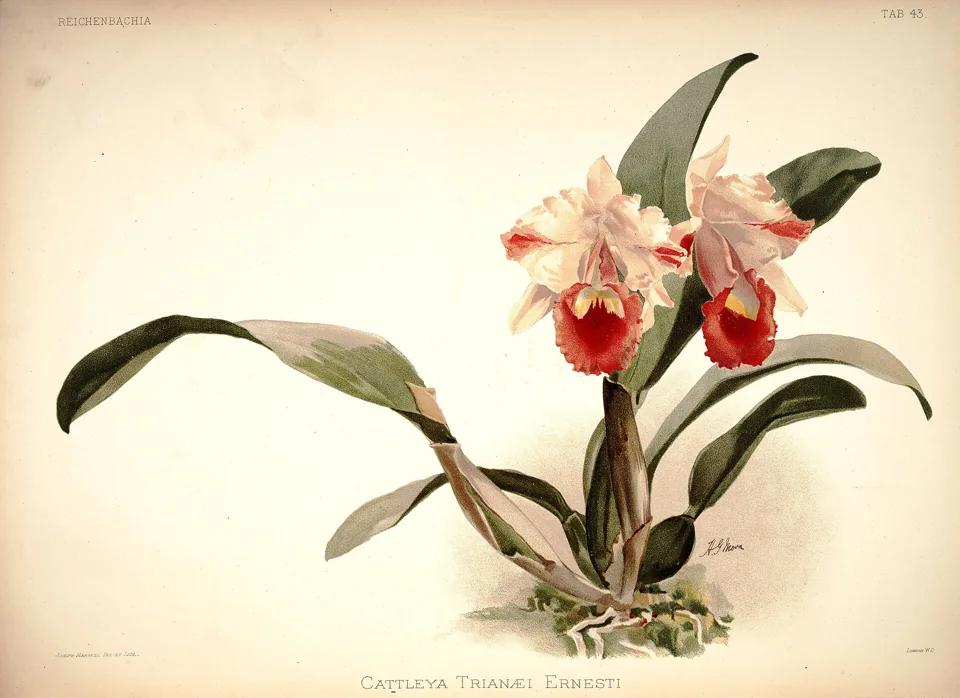 Cattleya trianae, historical botanical illustration from Reichenbachia.
